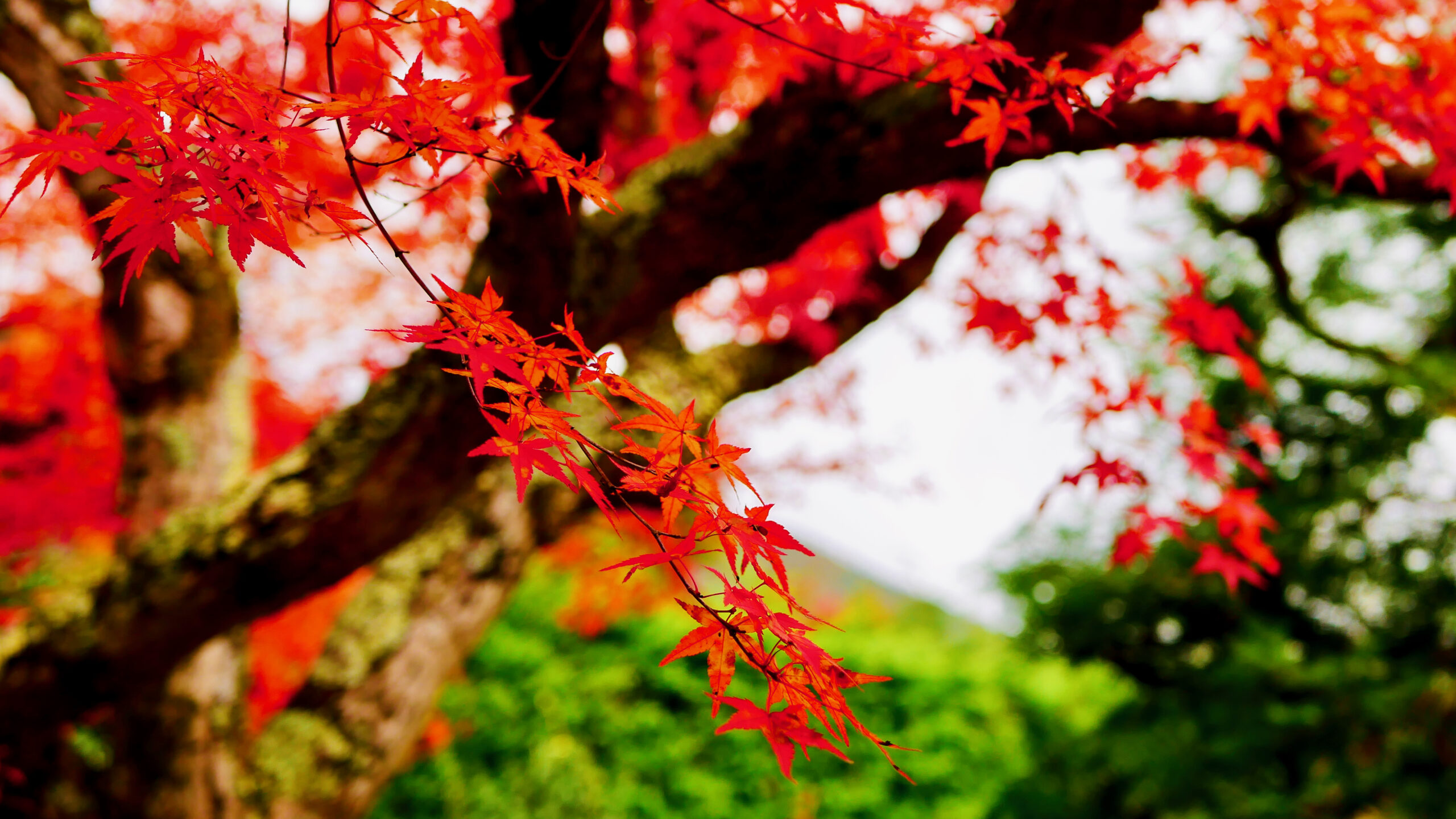 ほっとひと息♪この秋おすすめの心にしみる邦楽ソング🍂