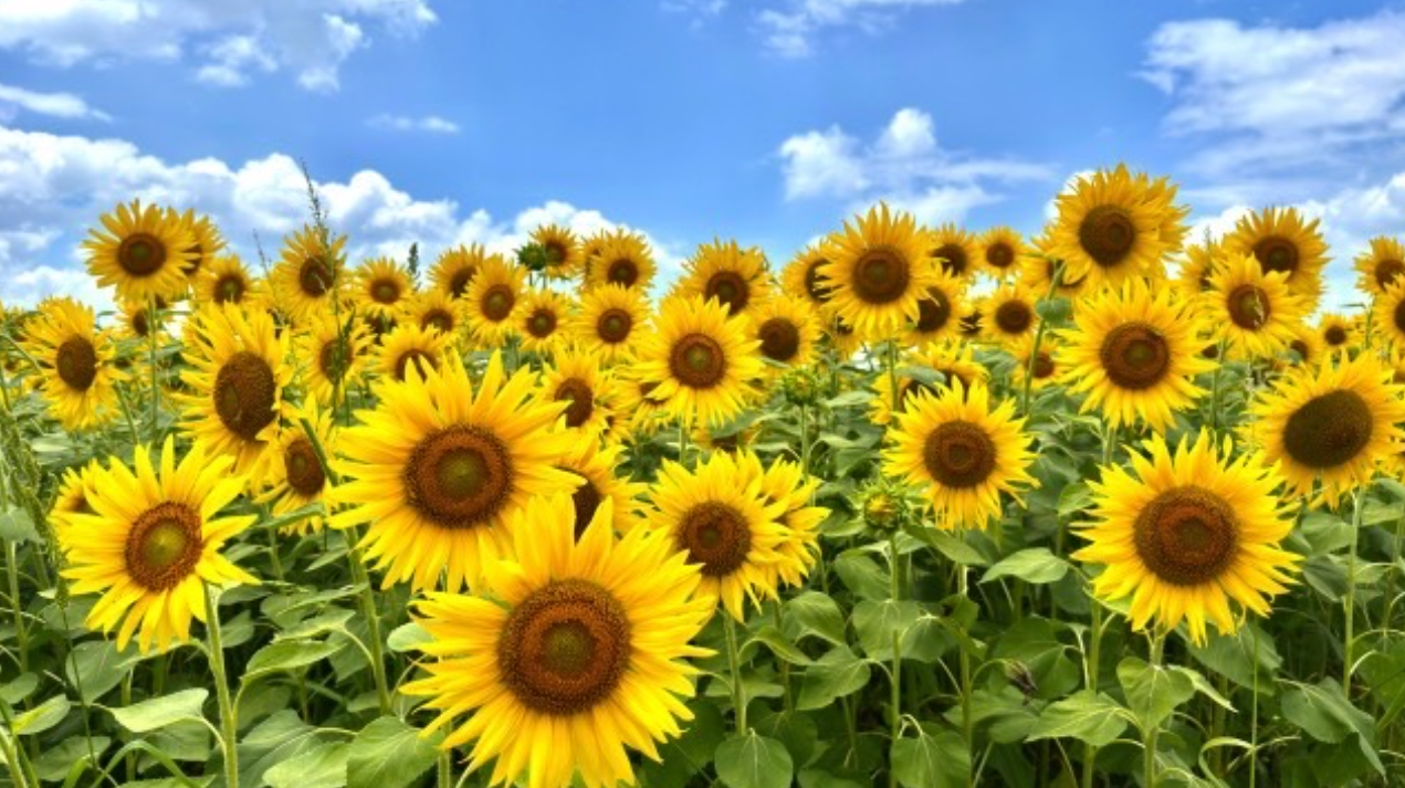 🎶夏の終わりを感じる音楽たち🎵