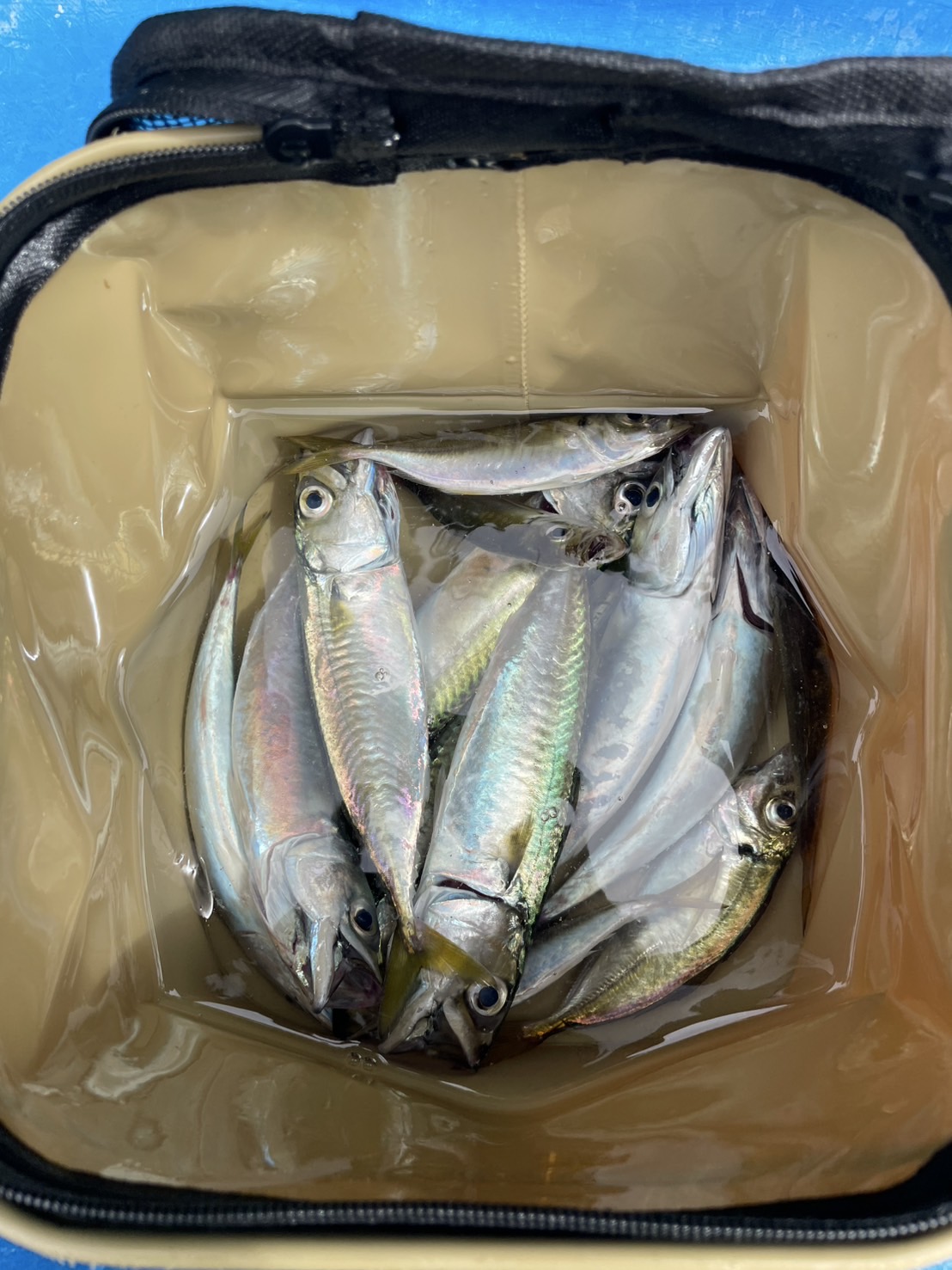 🎣釣りとボイトレの意外な共通点!?