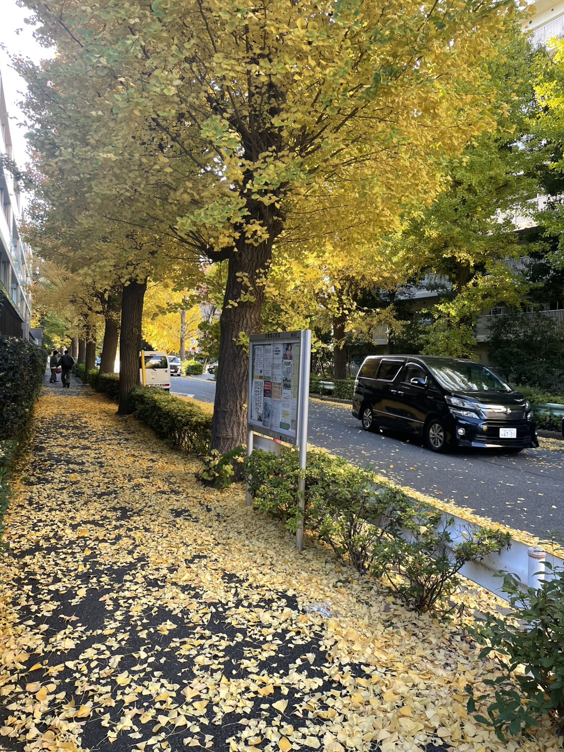 銀杏並木いちょうなみき