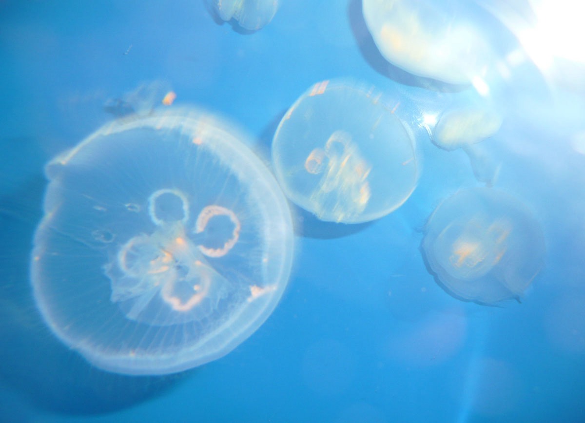 ボイストレーナーのTomoです