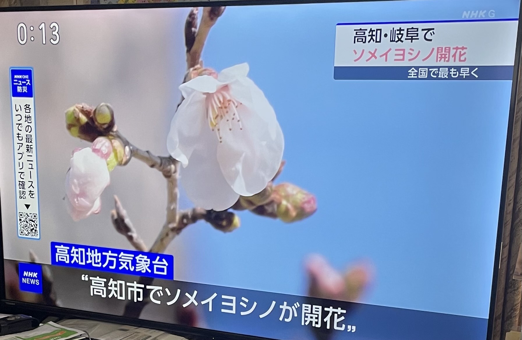 桜🌸が咲きました