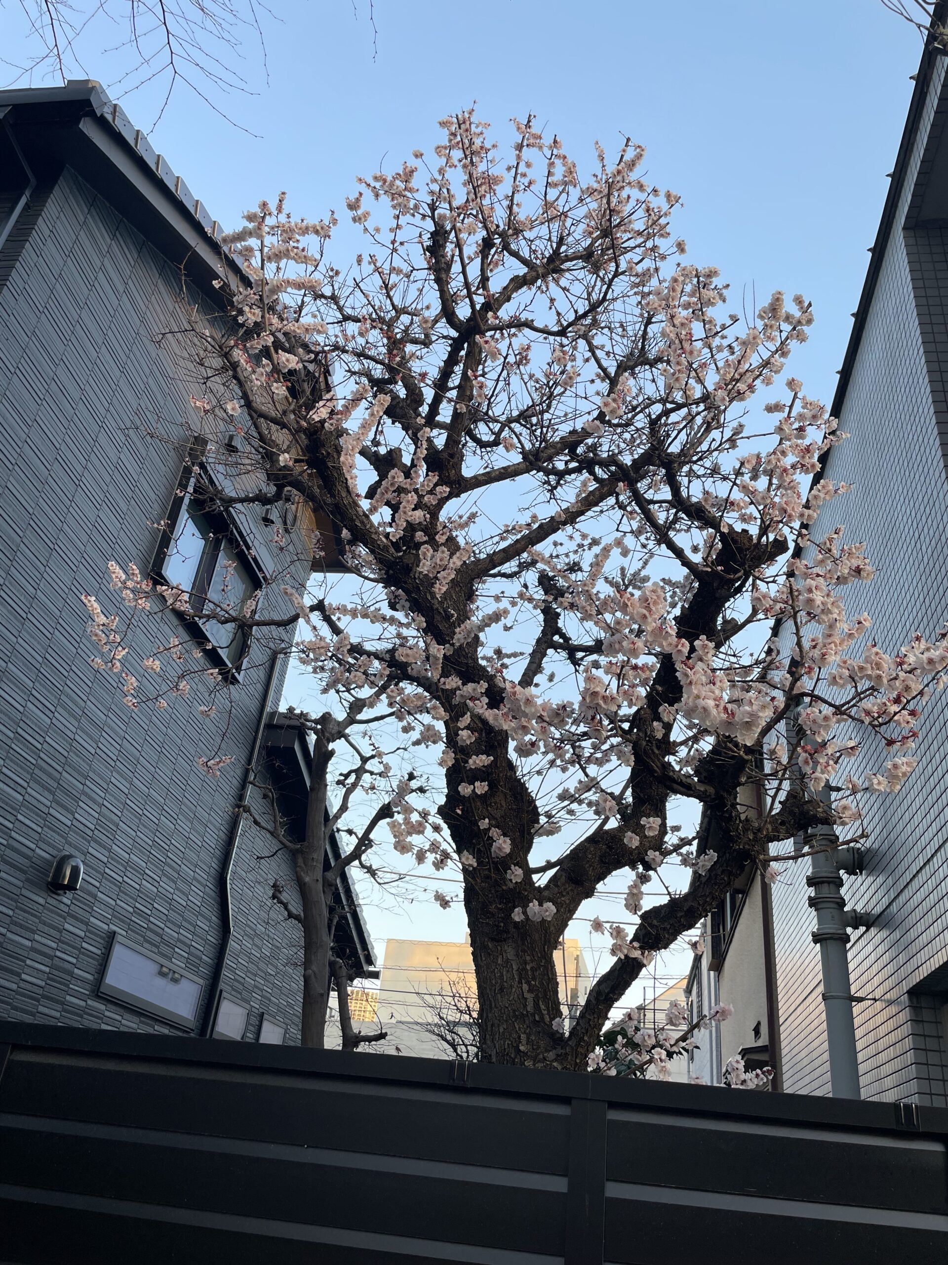 今年も桜の🌸季節到来