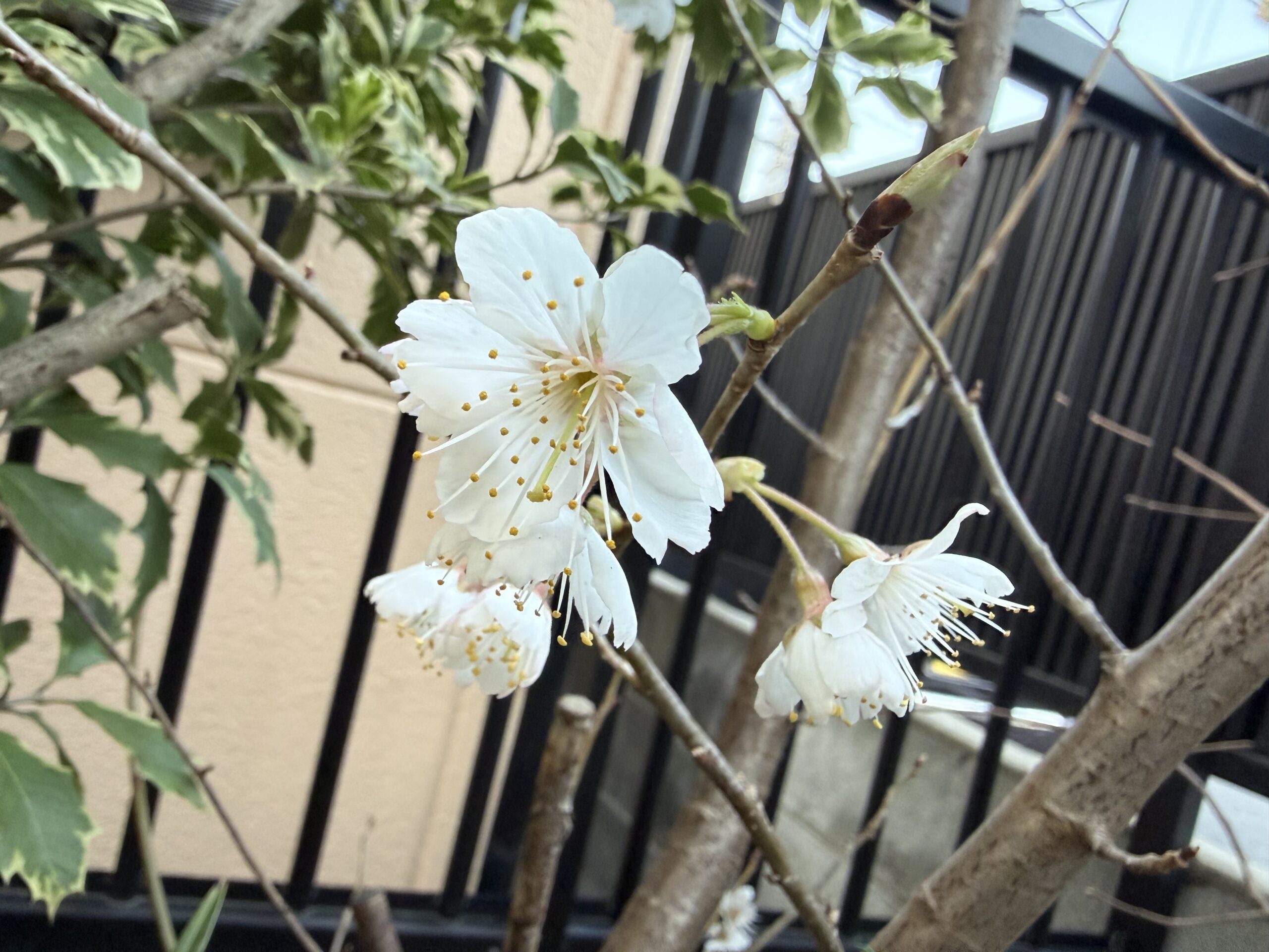さくらんぼの花咲く！