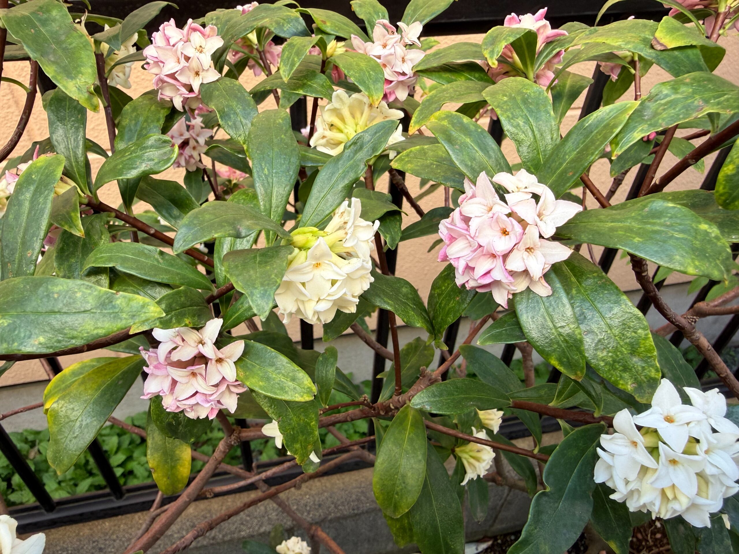 沈丁花の花咲く！