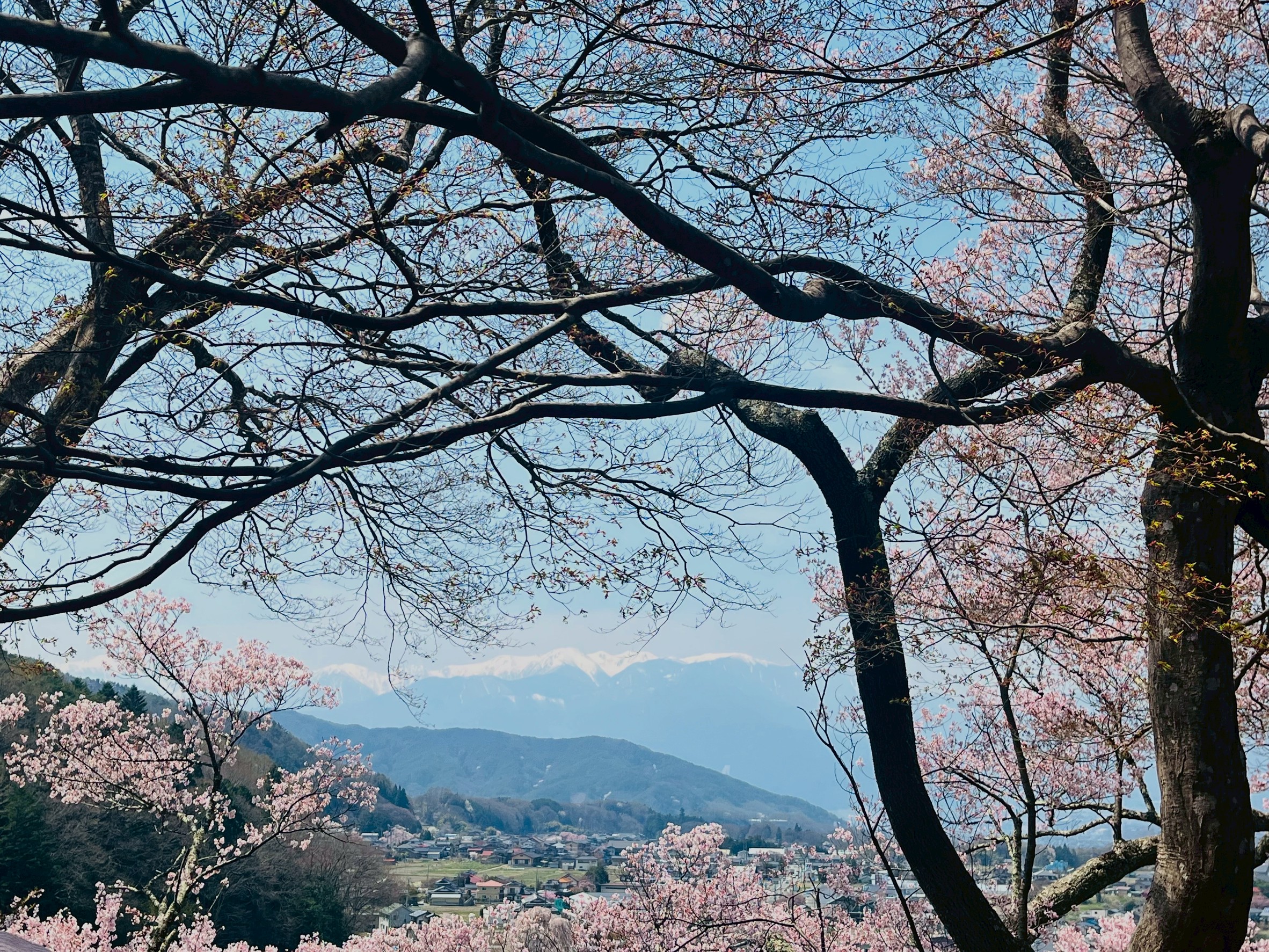 信州の桜の名所をご紹介！
