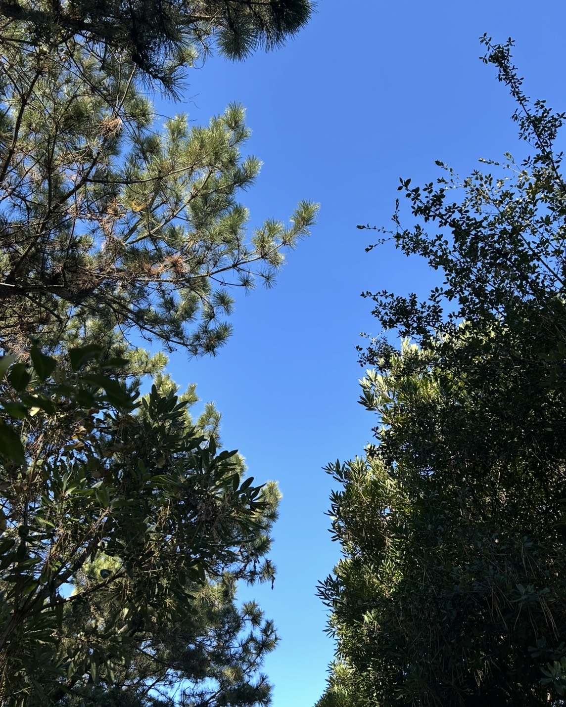 【歌い方解説】Mrs. GREEN APPLE「lulu.」から学ぶ "芯のある高音" の作り方【藤沢駅前のボイトレ教室】ナユタス藤沢校