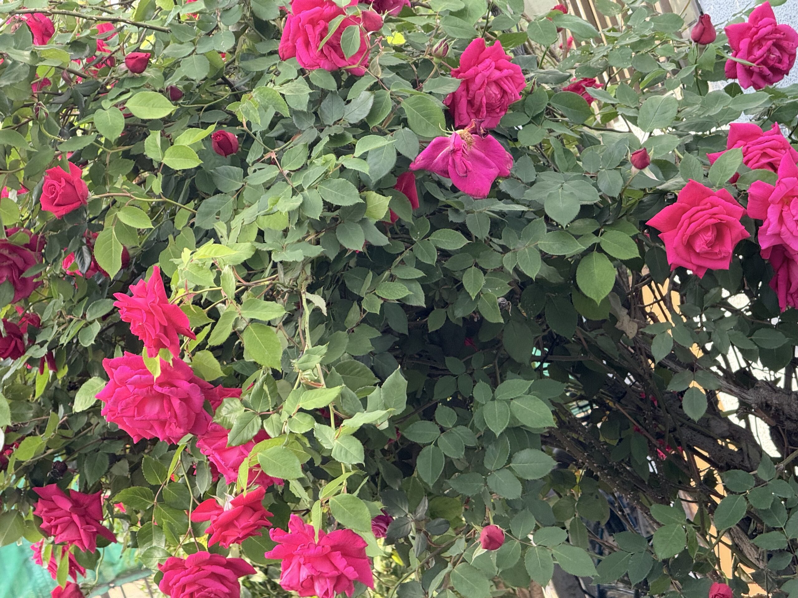 草花の咲く良い季節です。