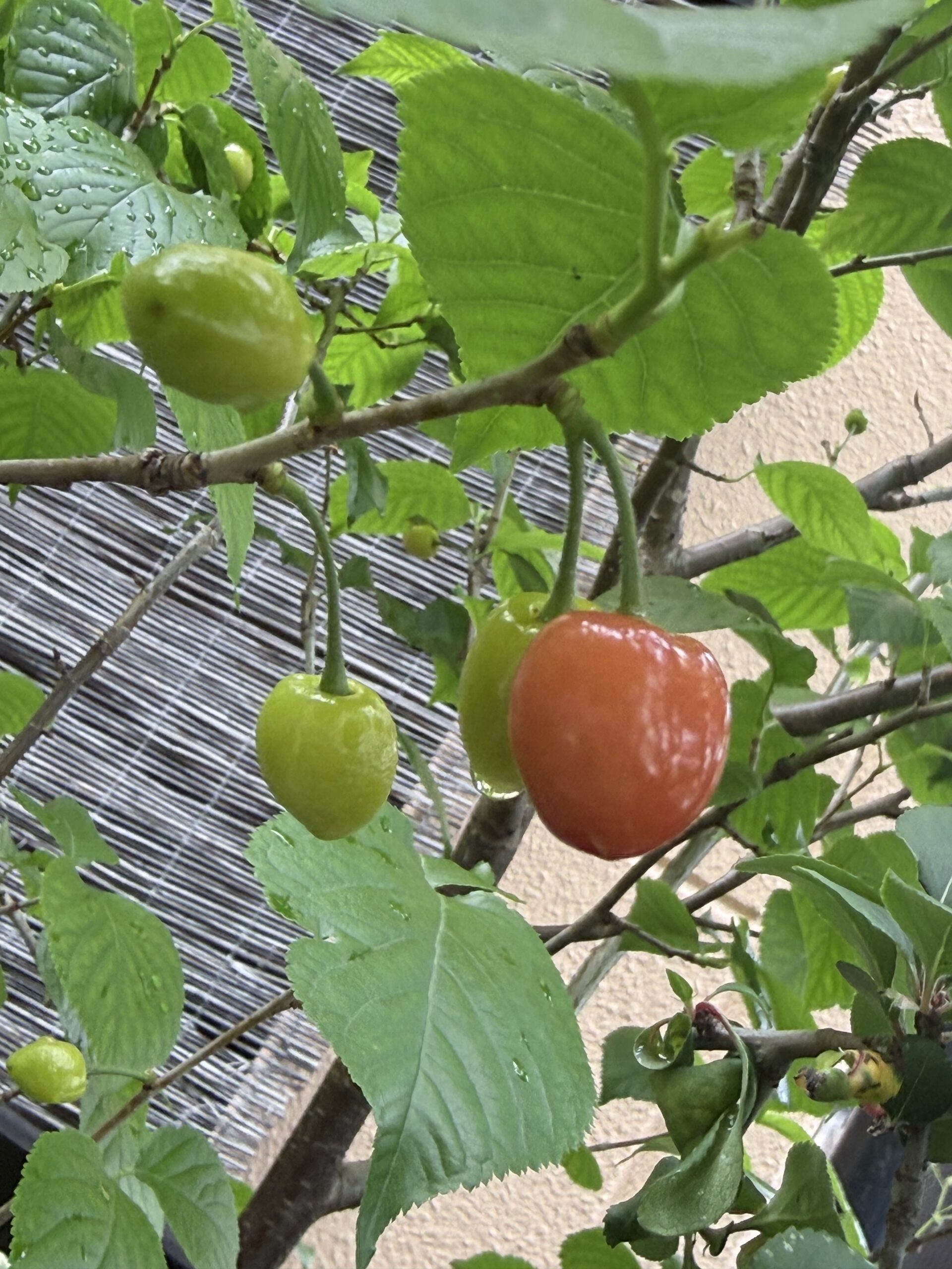 さくらんぼ🍒の実