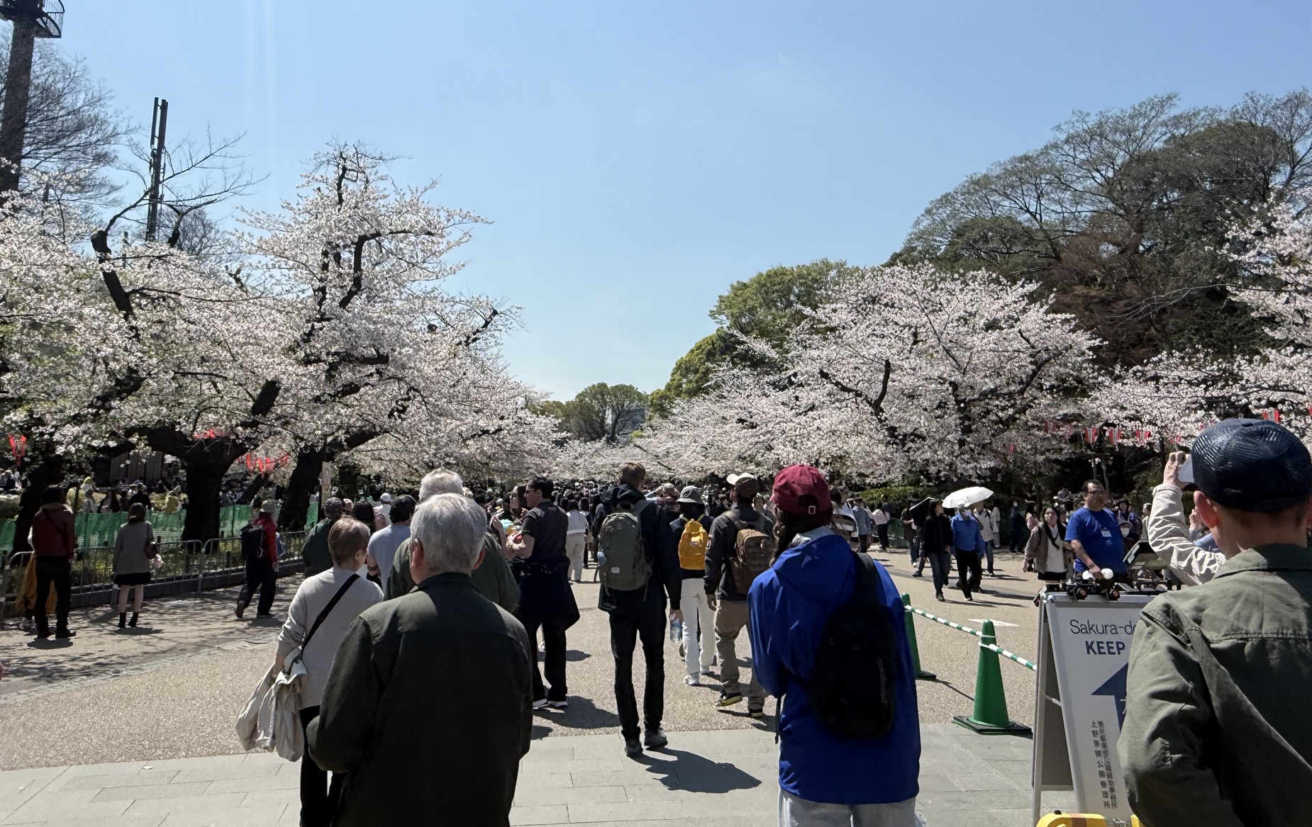 上野恩賜公園🌸満開!!