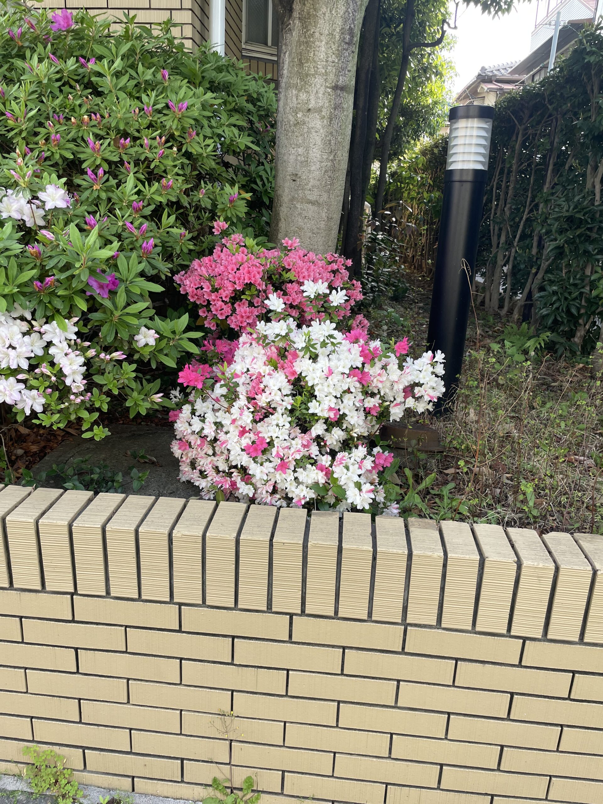 桜🌸の季節は終わりましたね。