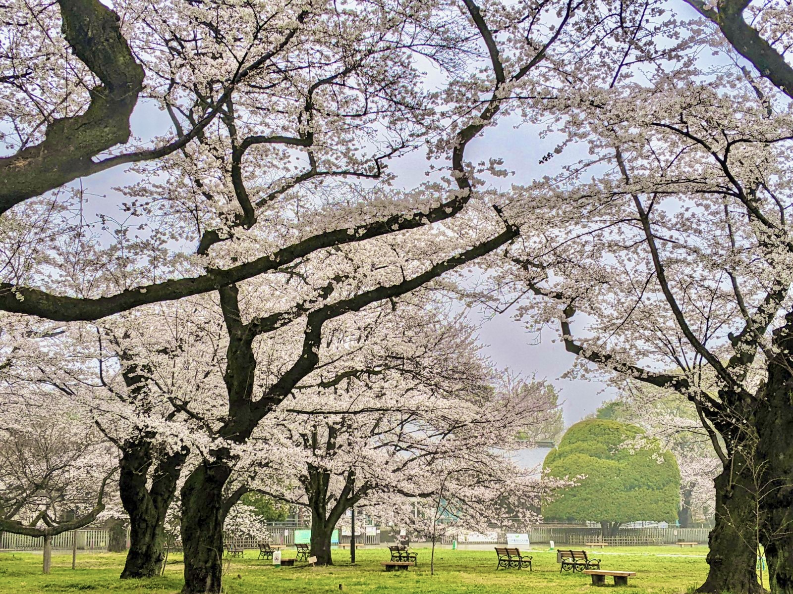 【東京・武蔵小金井でレッスンが受けられる】お花見未定の方🌸まだ間に合う！