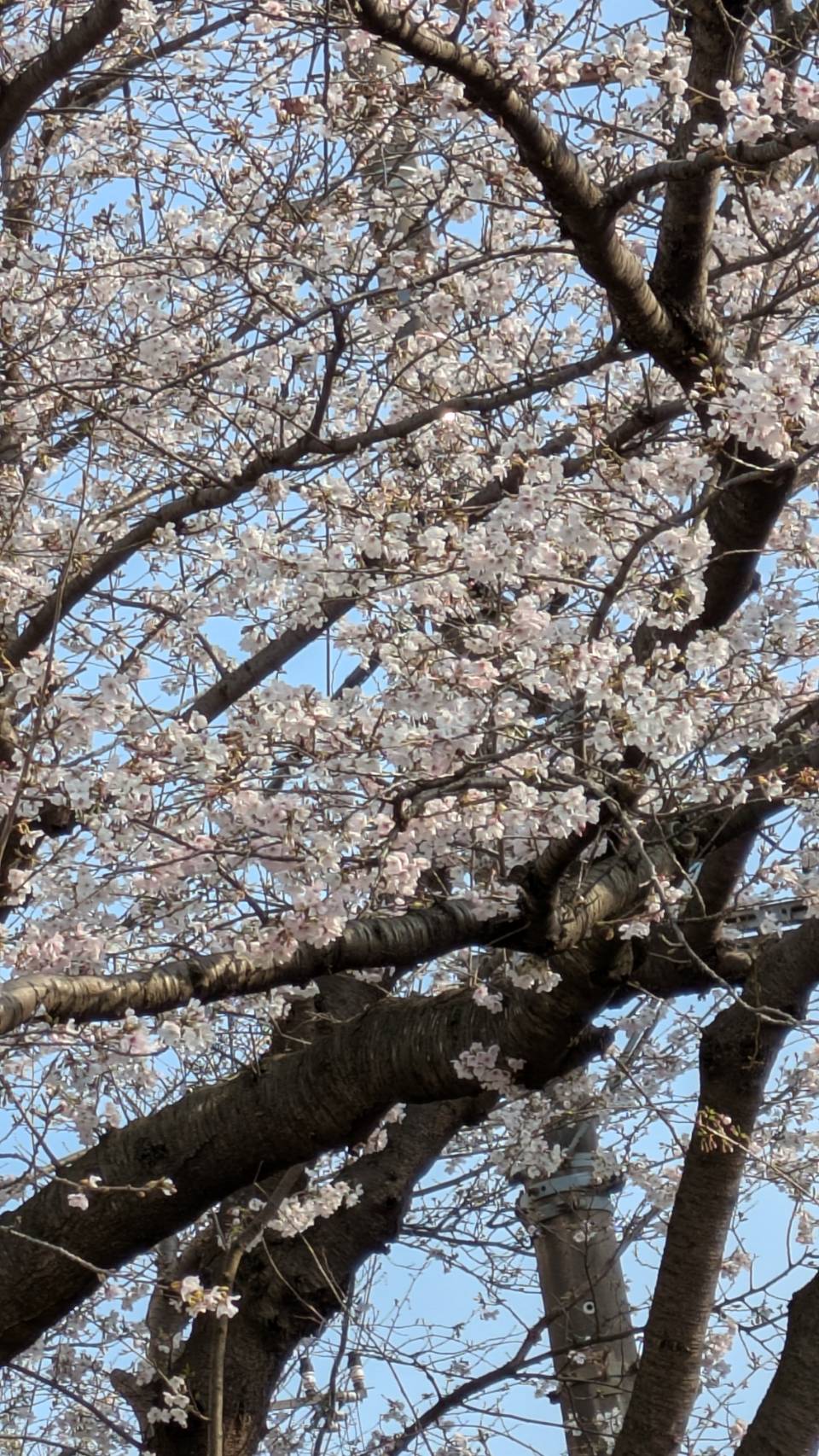 【歌い方解説】 必然的に循環する、自然体の腹式呼吸について【藤沢駅前のボイトレ教室】ナユタス藤沢校