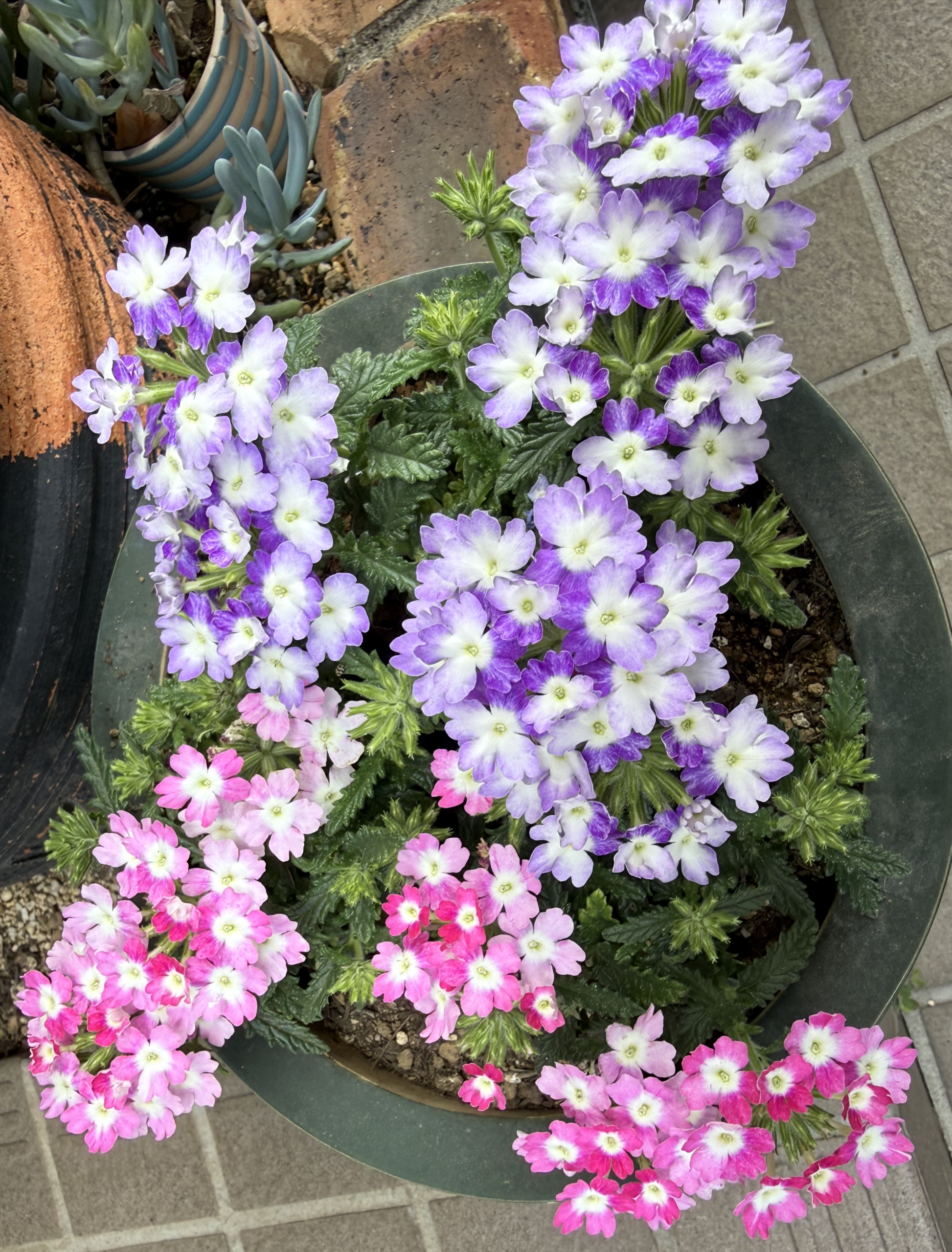 お花が奇麗な季節です。