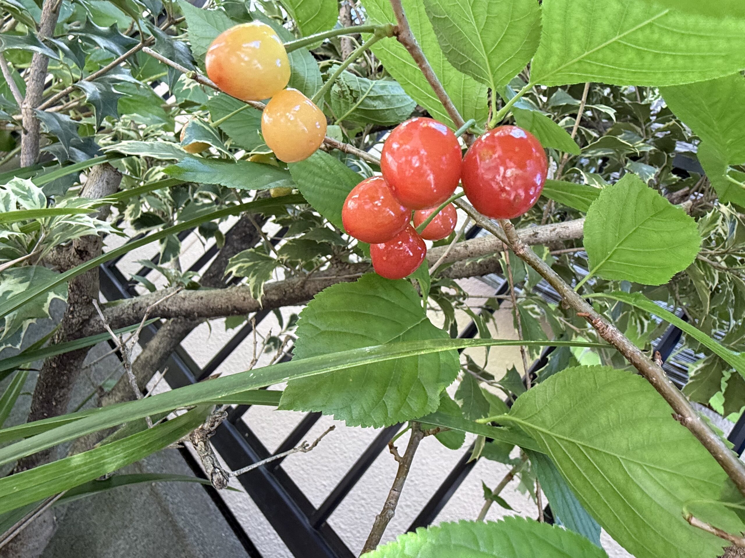 さくらんぼの実🍒2