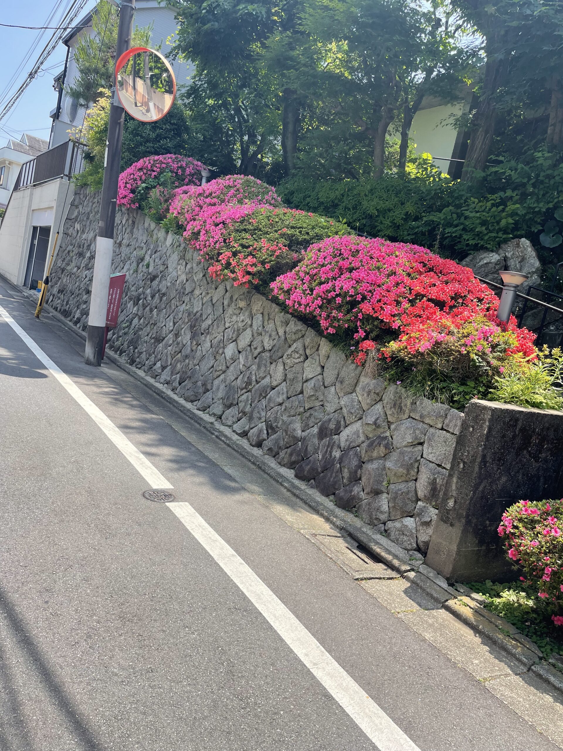 通勤途中でツツジ🌺
