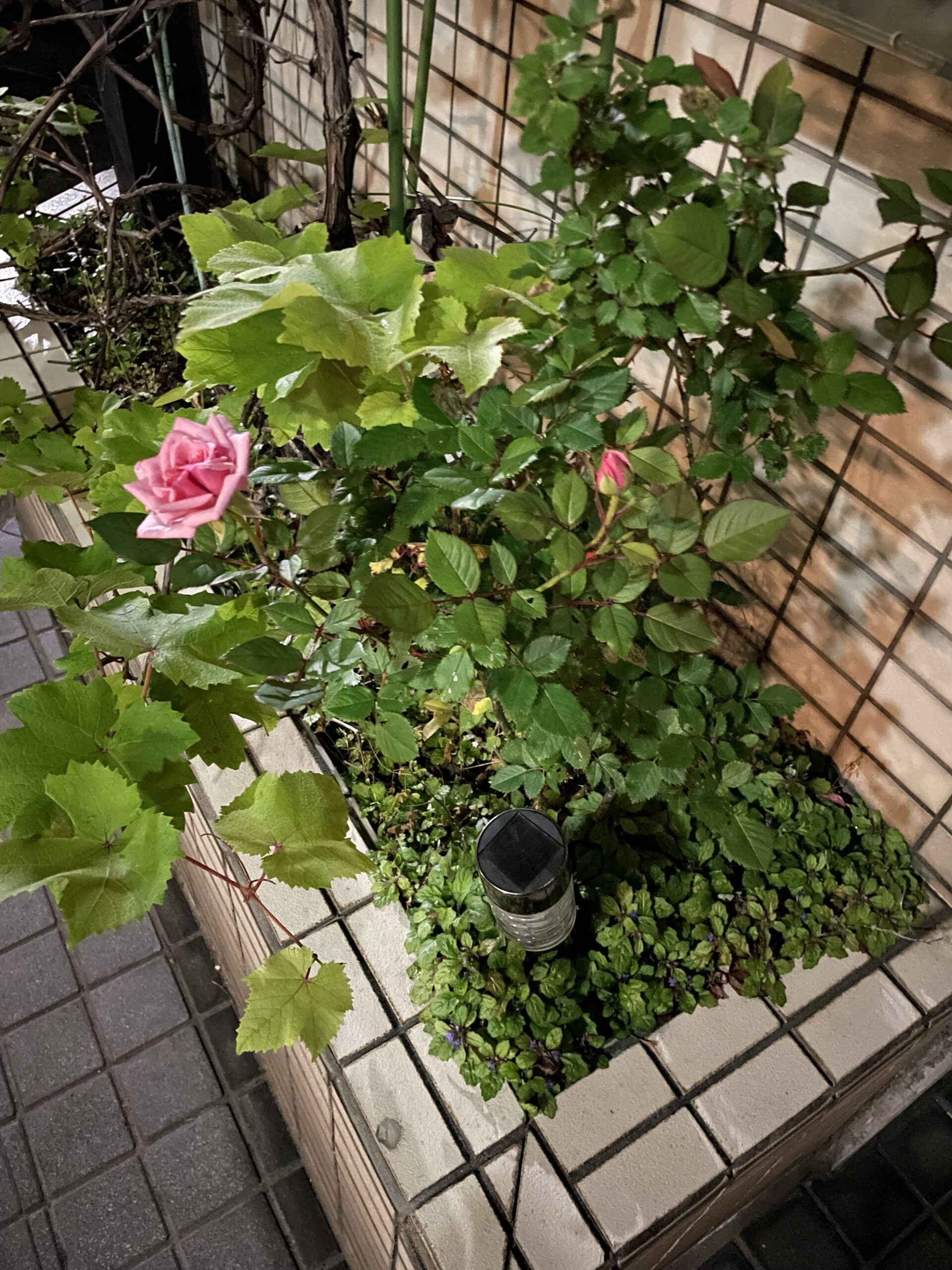 可愛いミニ薔薇🌹