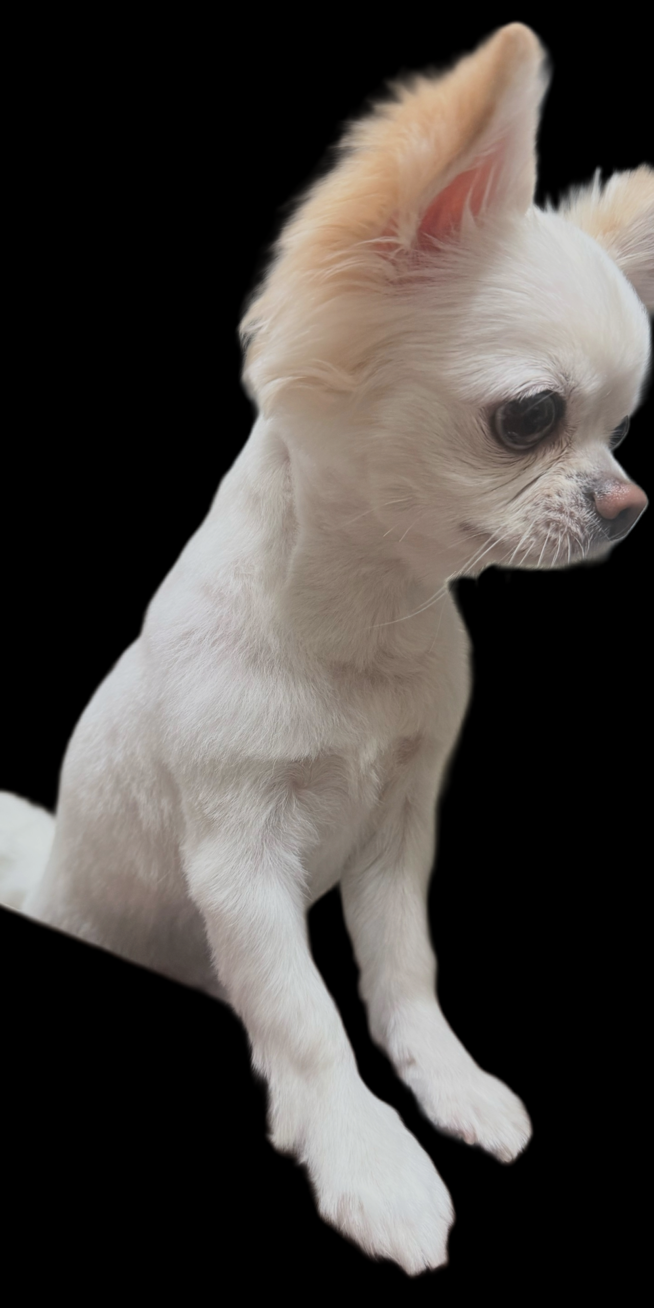 サマーカット